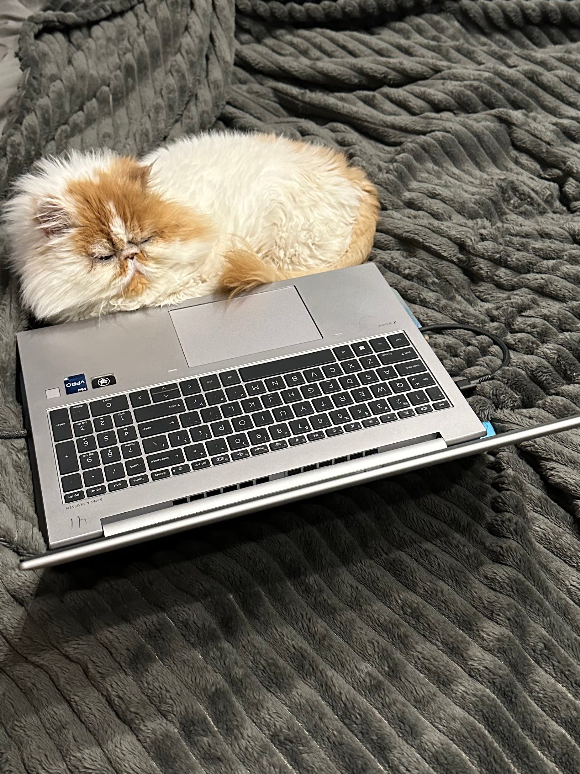 Help Me Test This Shopping Cart 🛒